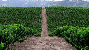 Se ponen en marcha IGEC 2019 y programa para renovación de cafetales.