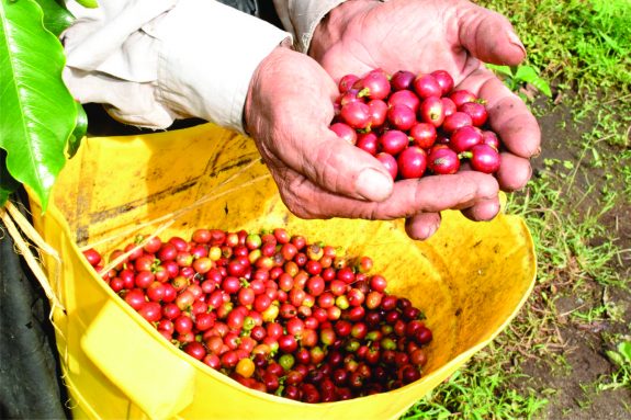 Producción de café de Colombia aumenta 30% en marzo