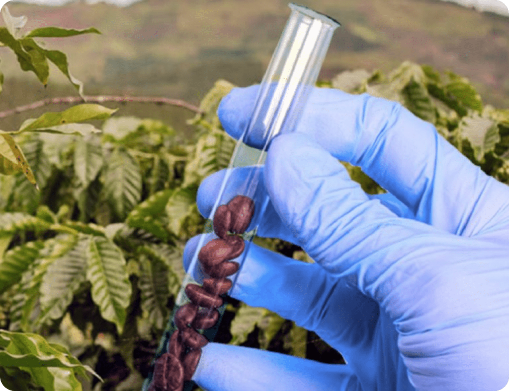 investigación científica y desarrollo tecnológico del café